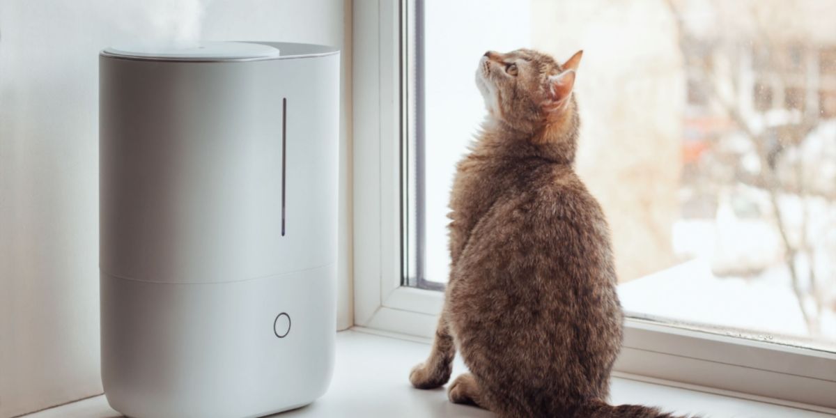 Um gato descansando perto de um umidificador, destacando uma configuração que contribui para melhorar a qualidade do ar e o conforto tanto para o gato quanto para o ambiente.