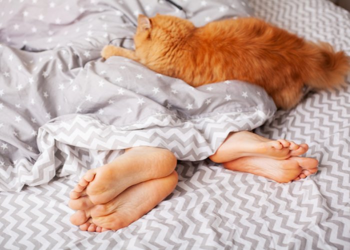 Gato descontraído descansando aos pés da cama, personificando uma presença serena e acrescentando um toque de companheirismo ao espaço de dormir.