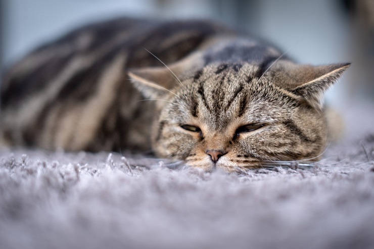 Um gato com dor, destacando a importância de reconhecer e abordar o desconforto e os problemas de saúde felinos.