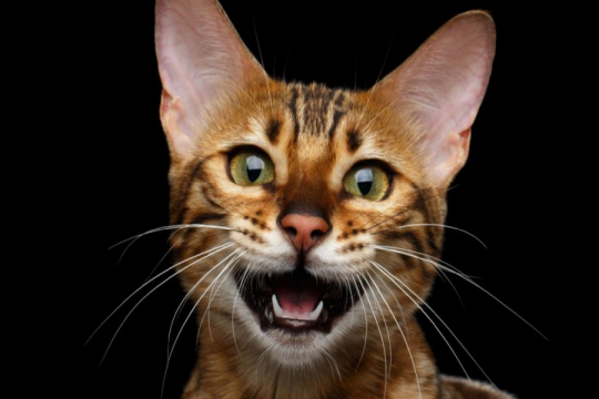 Por Que meu Gato Mia à Noite?