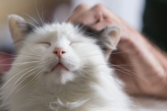 Por Que meu Gato está Ronronando Constantemente?