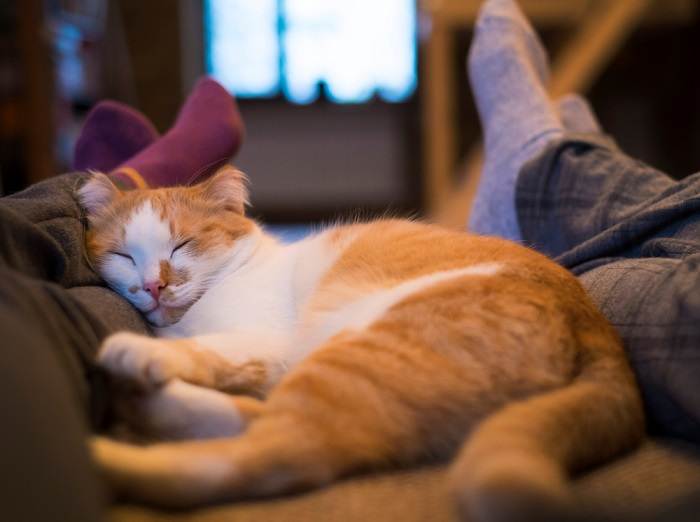 Imagem aconchegante de um gato cochilando pacificamente entre as pernas cruzadas, exemplificando um momento tranquilo de descanso e confiança.