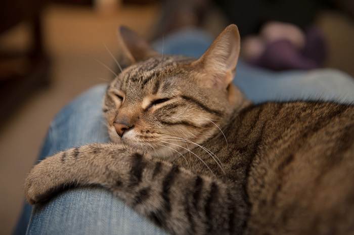 Gato contente enrolado e dormindo confortavelmente no espaço entre as pernas de alguém, simbolizando um vínculo próximo e afetuoso.