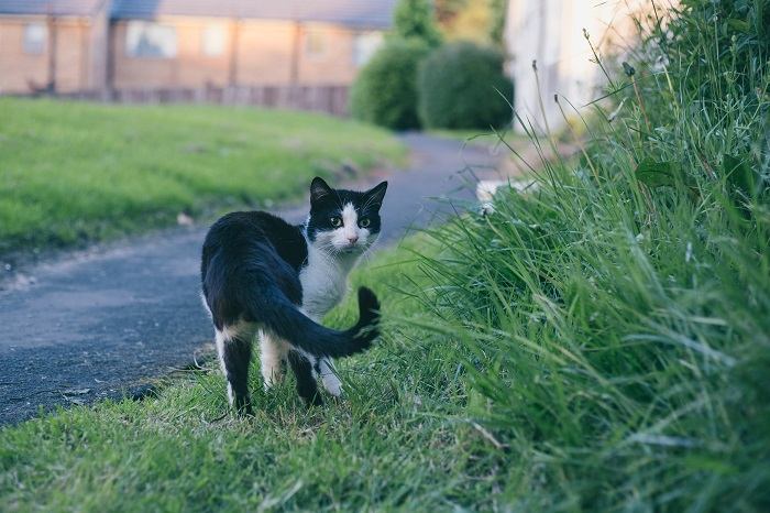 gato andando em uma grama verde