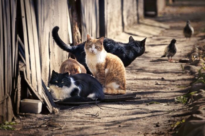 fatos sobre gatos selvagens