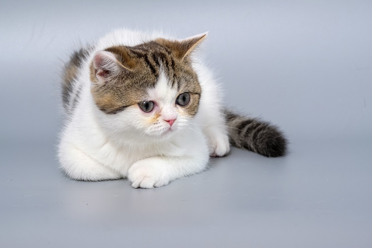 Fêmea de gata italiana em uma imagem comprimida, oferecendo um vislumbre do charme felino italiano.