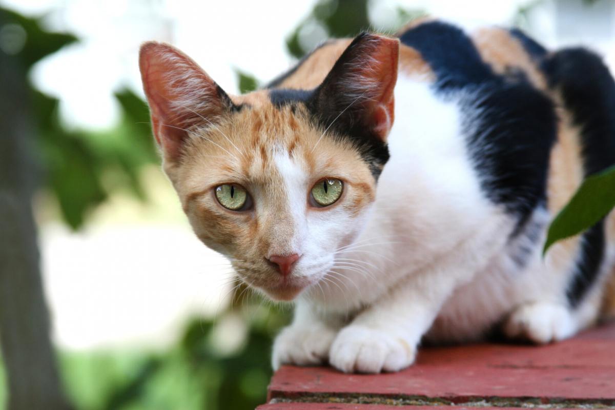 A imagem de um gato selvagem, destacando a natureza indomada e independente dessas criaturas felinas.