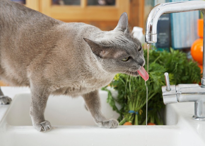 Gato cinza saboreando uma bebida refrescante na torneira, demonstrando sua preferência única por água corrente e se mantendo hidratado.