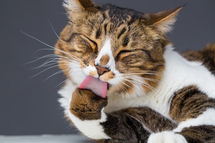 A preparação do gato mostra a rotina meticulosa de autocuidado dos felinos.