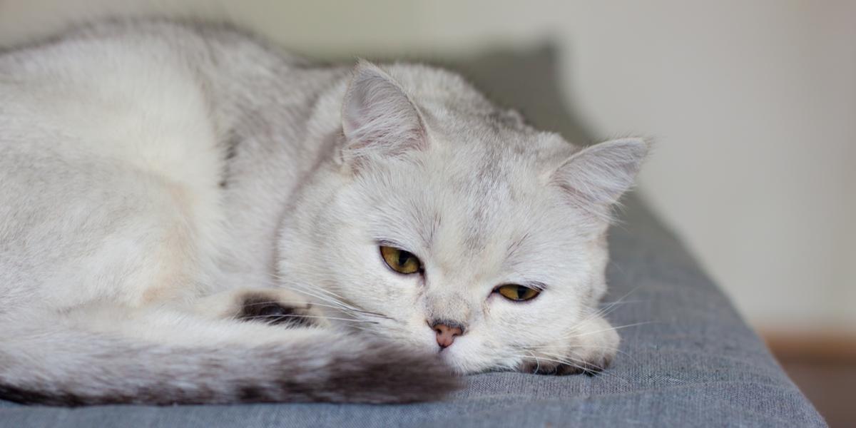 Gato repentinamente letárgico e fraco