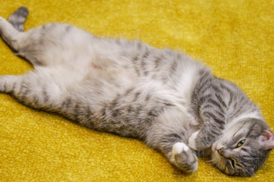 Por Que os Gatos Mostram a Barriga?