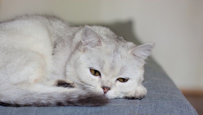 Gato doente destacando a importância do atendimento veterinário imediato para a saúde felina