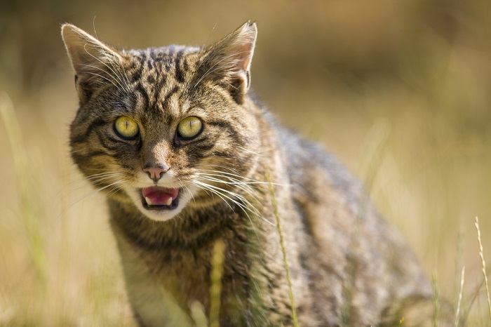 fatos sobre gatos selvagens