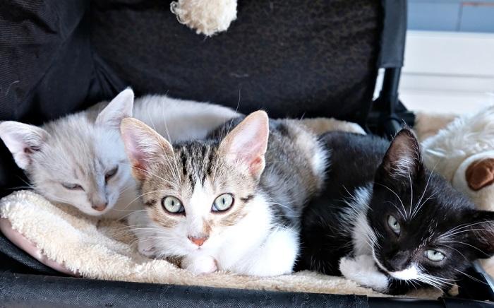 multi-gato dormindo e olhando para a câmera