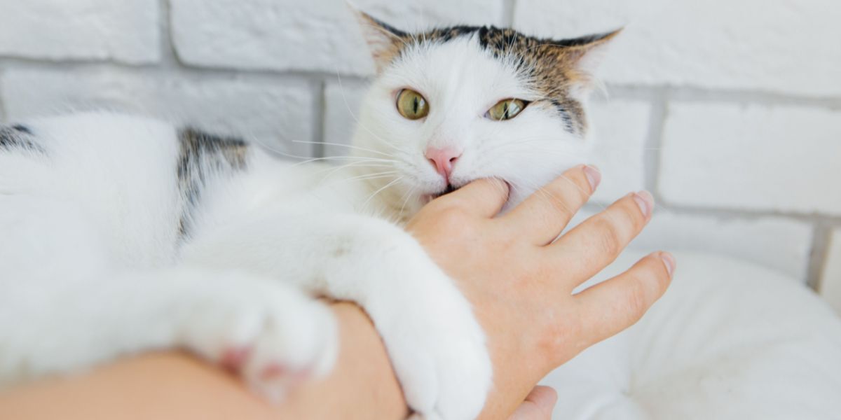 Uma imagem informativa que aborda a questão de por que os gatos podem morder.