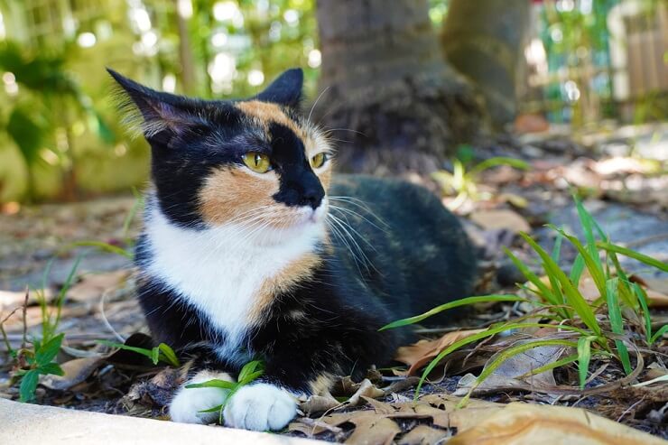 Um gato alerta e cauteloso, com olhos arregalados e pêlo levantado, apresentando sinais de medo e incerteza.