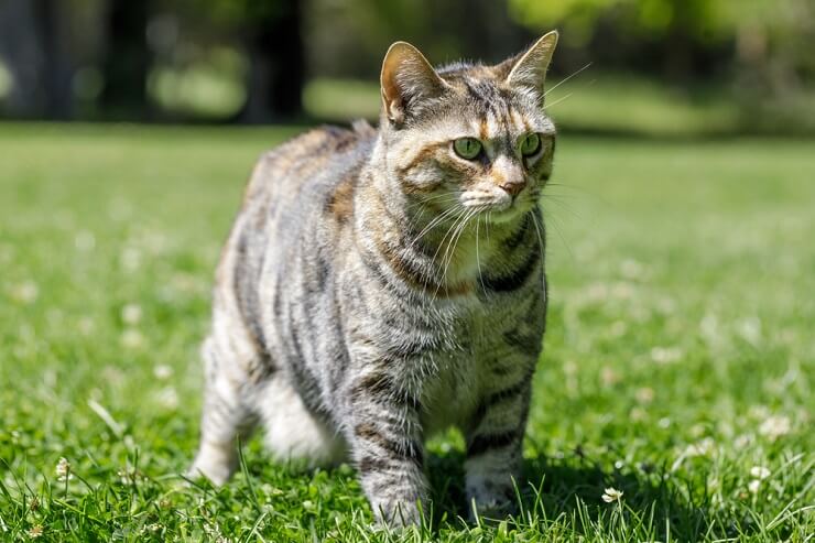 Encantador gato americano que exala uma sensação de conforto doméstico e companheirismo.