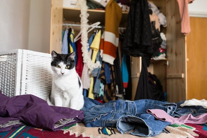 Gato buscando atenção através do ato de derrubar coisas, enfatizando o desejo do felino por interação e engajamento.