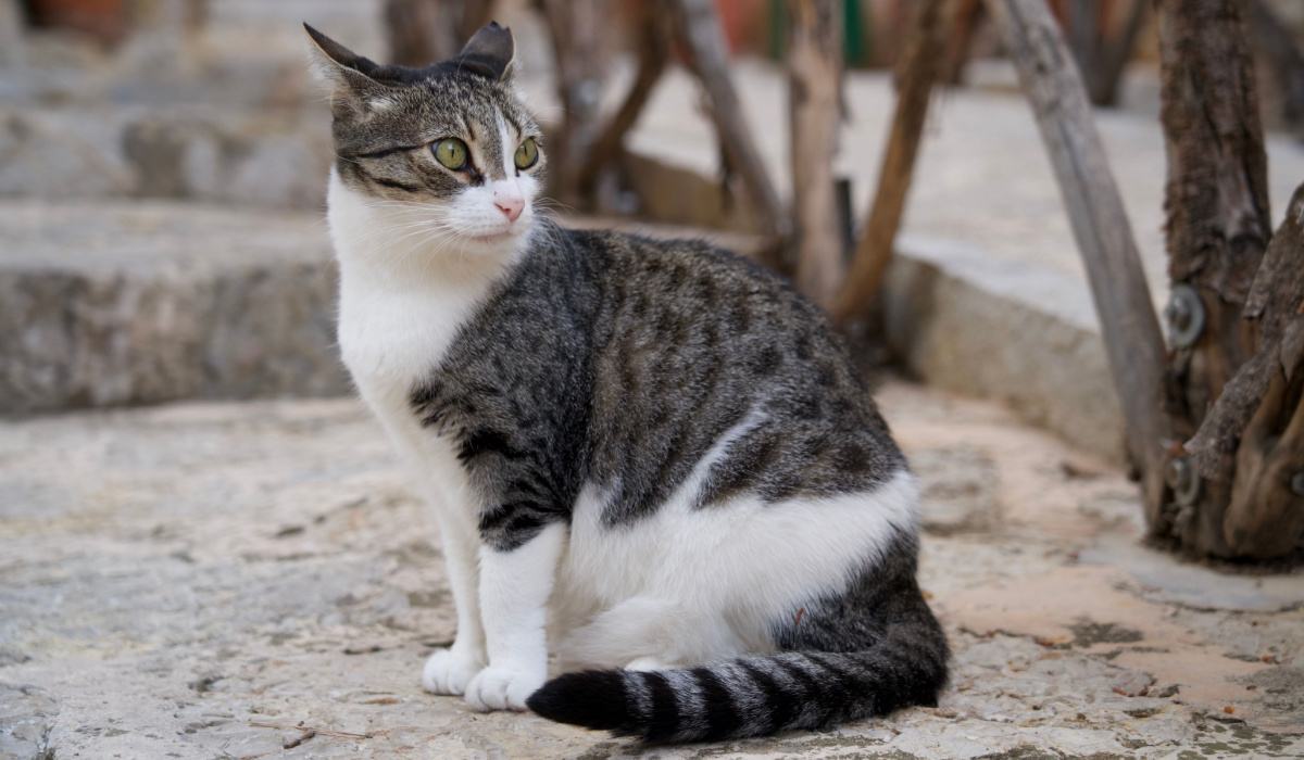 Gato com orelhas voltadas para trás, demonstrando maior alerta ou curiosidade sobre o ambiente.