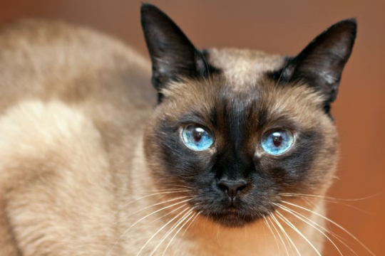 10 Raças de Gatos que Vivem Mais Tempo [para um amor peludo que dura]