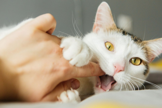Mordidas de Amor de Gatos: 5 Razões Pelas Quais Eles Fazem Isso e Como Responder