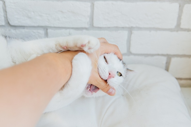 Em vez de ser um problema de higiene, seu gato pode ficar ofendido se você cheirar como outros gatos ou predadores.