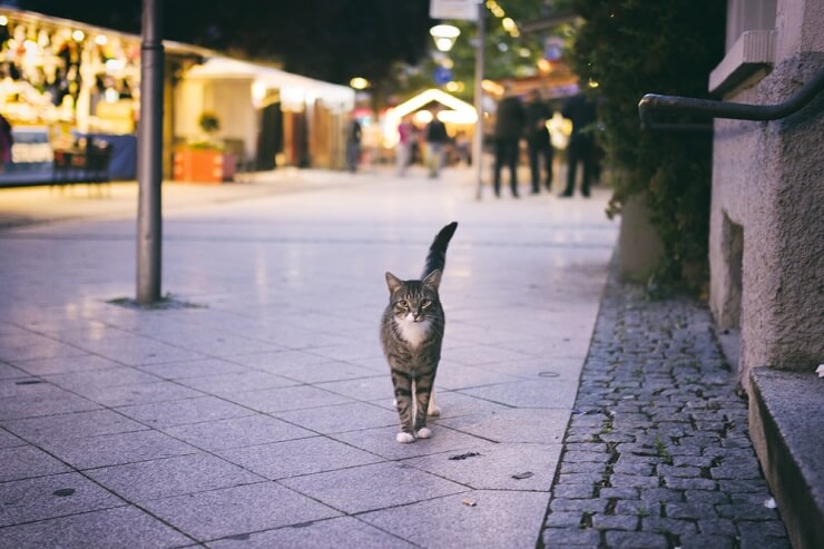 Imagem de close-up de um gato.