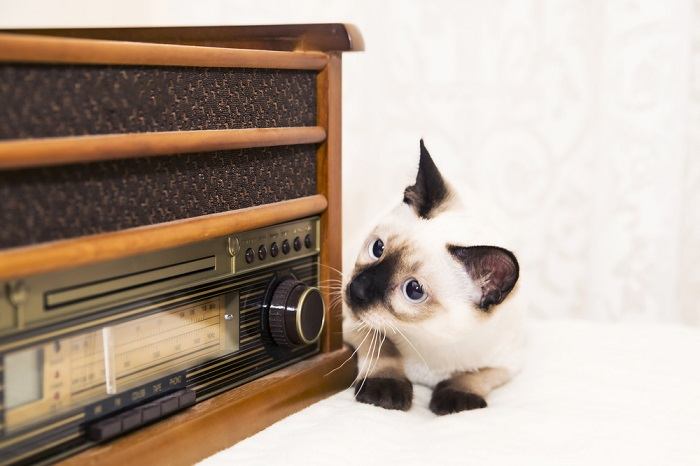 Gato olhando para um rádio.