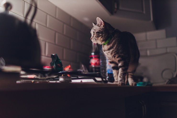 Imagem que captura um momento emocionante de companheirismo entre uma pessoa e seu gato, questionando se é o companheirismo ou o carinho que define seu vínculo.