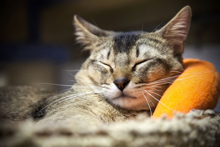 A imagem de um gato com expressão contente, irradiando uma sensação de satisfação, felicidade e relaxamento.