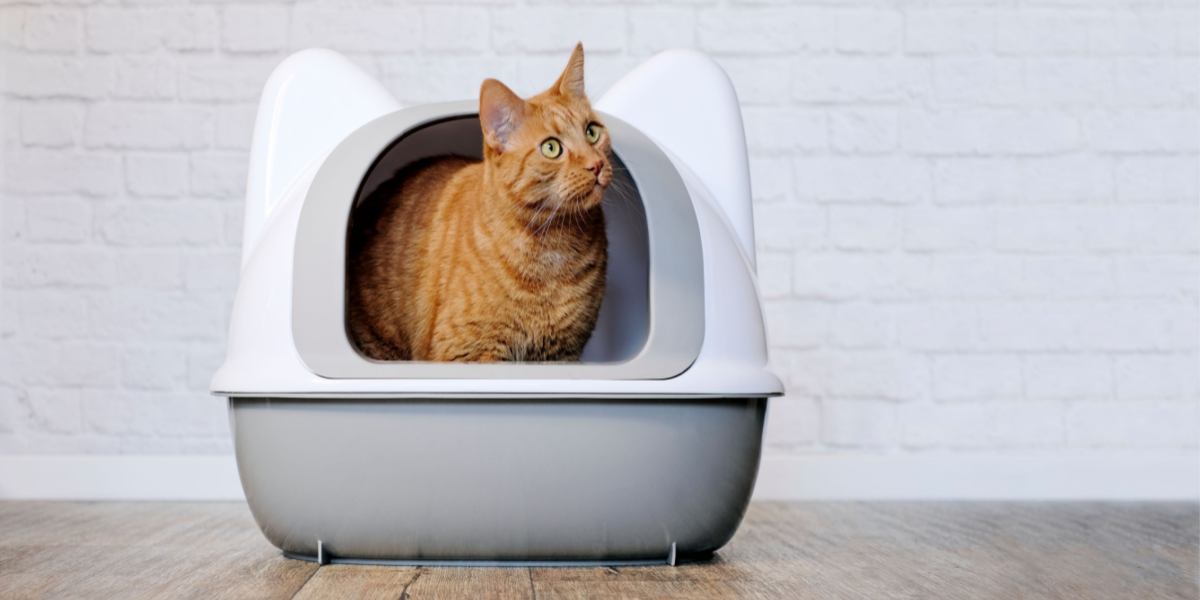 Um lindo gato ruivo sentado em uma caixa sanitária, exibindo o comportamento felino de uma maneira adorável.