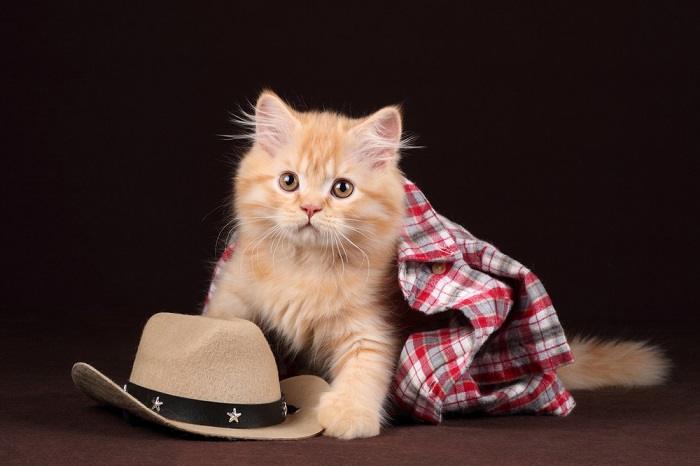 Lindo gatinho ruivo, irradiando calor e adorabilidade