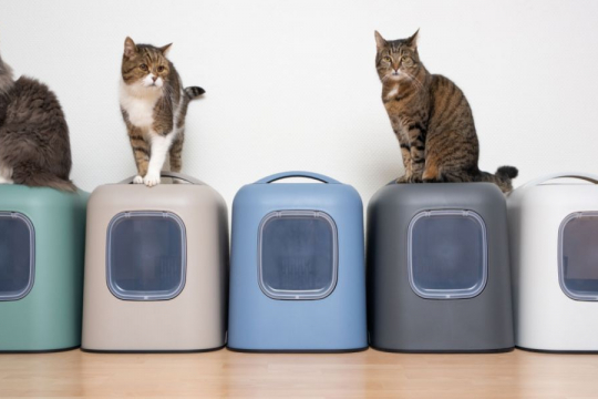 Quantas Caixas de Areia Você Deve Ter por Gato?