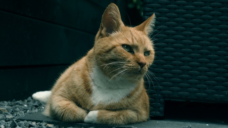 Imagem retratando um gato em pose contemplativa, destacando o tema doença renal em felinos e a importância da conscientização e do cuidado.