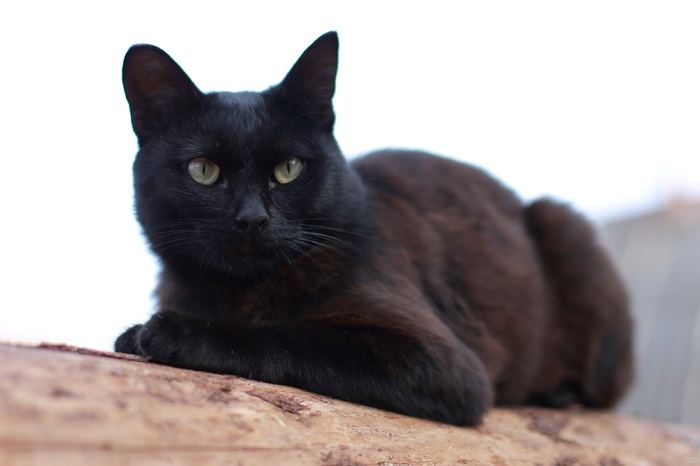 Gato macho cor de café, exalando um ar de sofisticação.