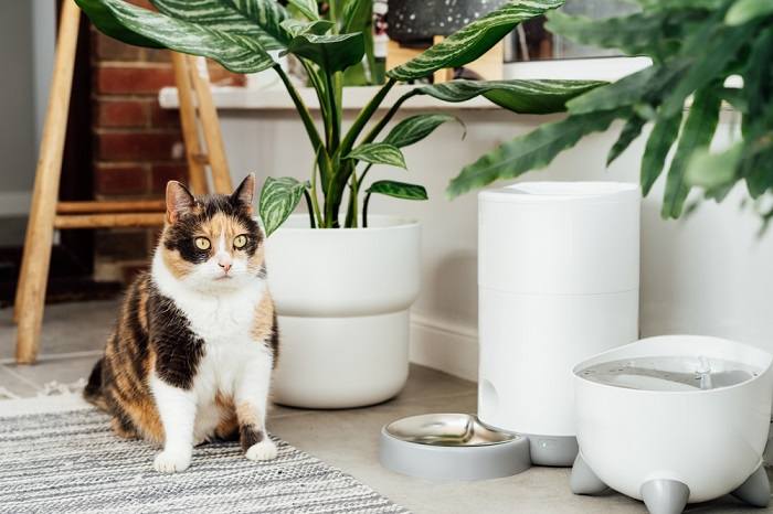 por quanto tempo você consegue deixar um gato sozinho?