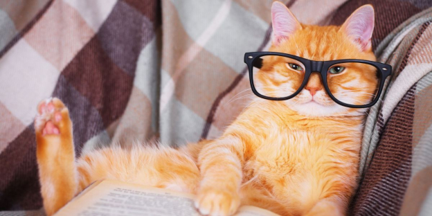 150 Melhores nomes de gatos nerds para nomear seu novo animal de estimação