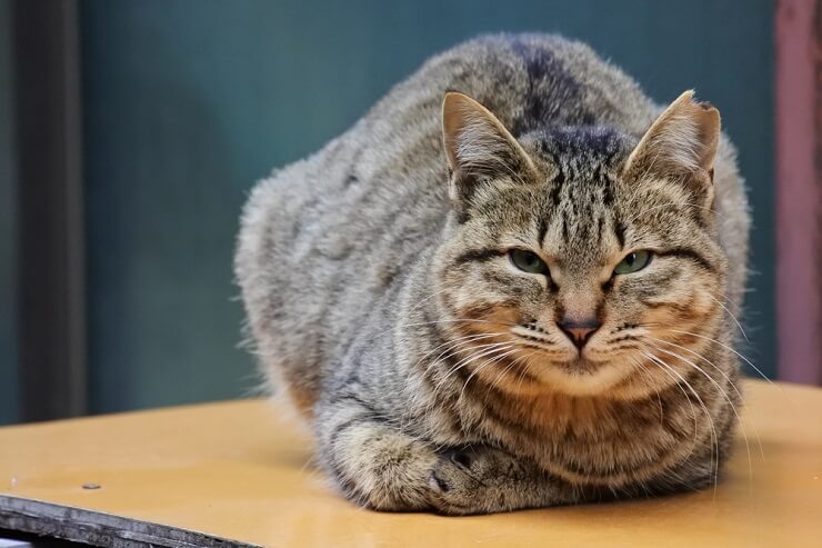 Um gato de orelhas neutras e expressão serena, nem particularmente alerta nem relaxado, mantendo um ar de serena atenção.