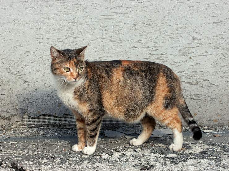 Uma gata grávida, apresentando sinais de gravidez felina.