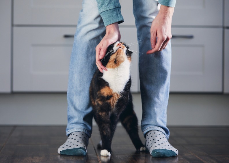 Comportamento e comunicação do gato.