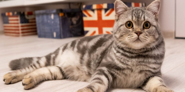 145 Melhores nomes de gatos britânicos: nossas principais escolhas para seu gato com significados