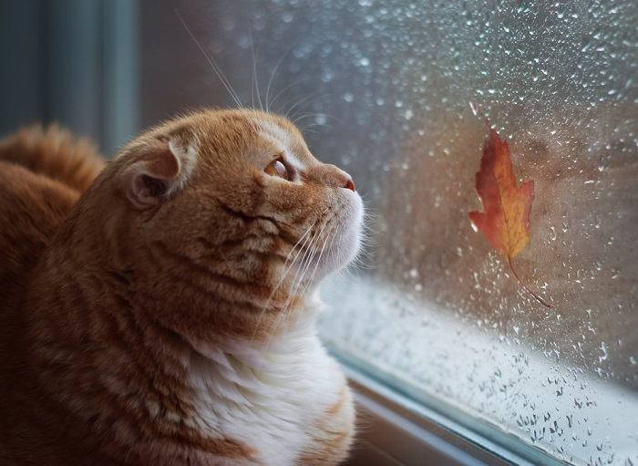 Uma cena serena com um gato aninhado confortavelmente em meio à natureza, com as orelhas levantadas para captar os sons calmantes do ambiente.