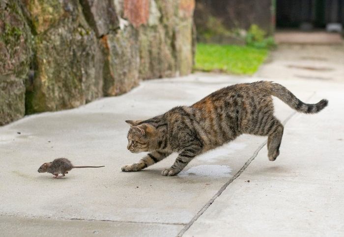 Imagem destacando como as vocalizações dos gatos podem imitar sons semelhantes aos de suas presas, ressaltando seus instintos de caça e métodos de comunicação.