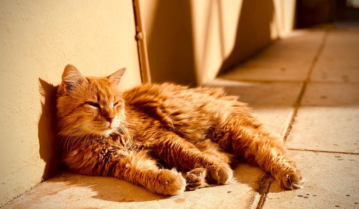 Gato se aquecendo ao sol, esparramado confortavelmente e aproveitando um banho de sol.