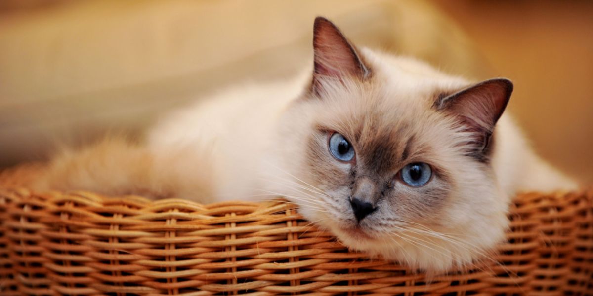 Gato branco gracioso com olhos azuis hipnotizantes.