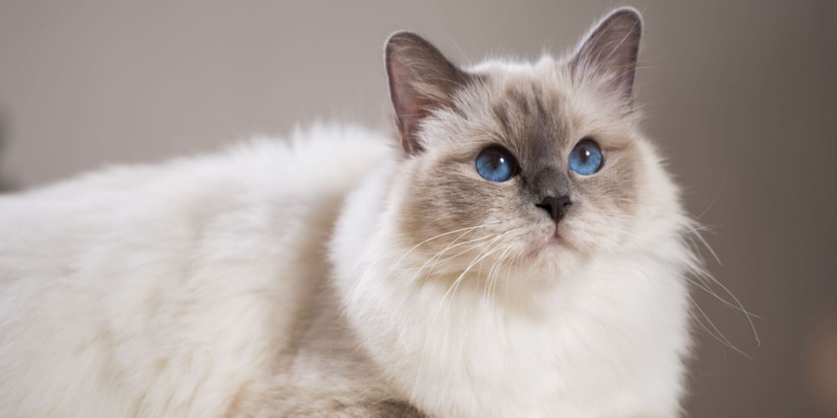 Lindo gato destacando sua presença cativante e elegante