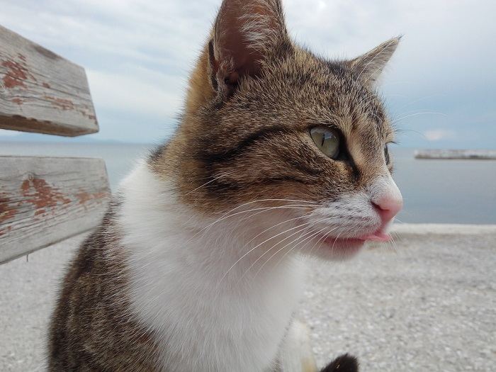 Imagem cativante de um gato com uma pose divertida de 'blep', com a língua adoravelmente para fora, capturando um momento caprichoso e fofo.