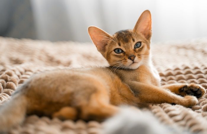 Lindo gato marrom, exibindo sua pelagem única e características marcantes.