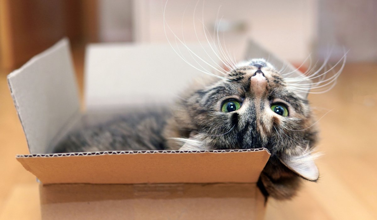 Imagem capturando um gato brincando alegremente com uma caixa de papelão, demonstrando seu entusiasmo por formas simples e criativas de entretenimento.