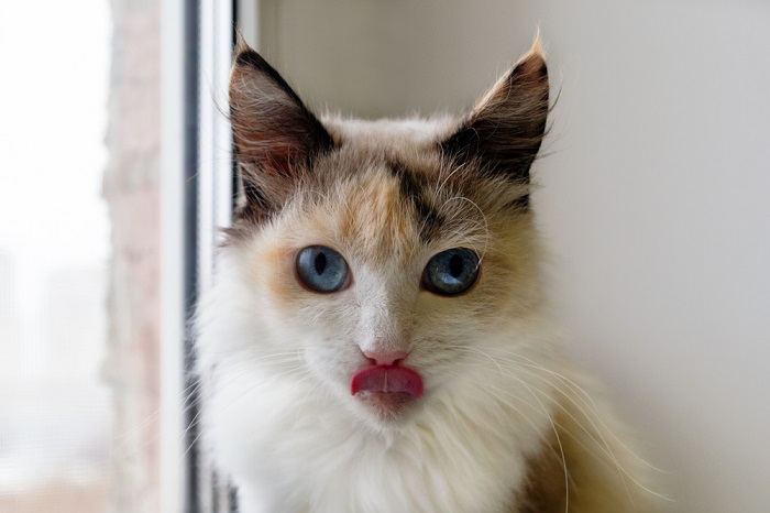 Imagem de um gato capturado em um momento charmoso de 'blep', com a língua para fora de brincadeira, adicionando um toque de fofura à sua expressão.